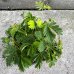 Mimosa Pudica (Citlivka obyčajná - hanblivka)  - kont. P9, výška 10 cm, ⌀ 20 cm